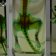 Illustration for article titled This Chemical Transforms Lab Animals Into Transparent Works Of Art